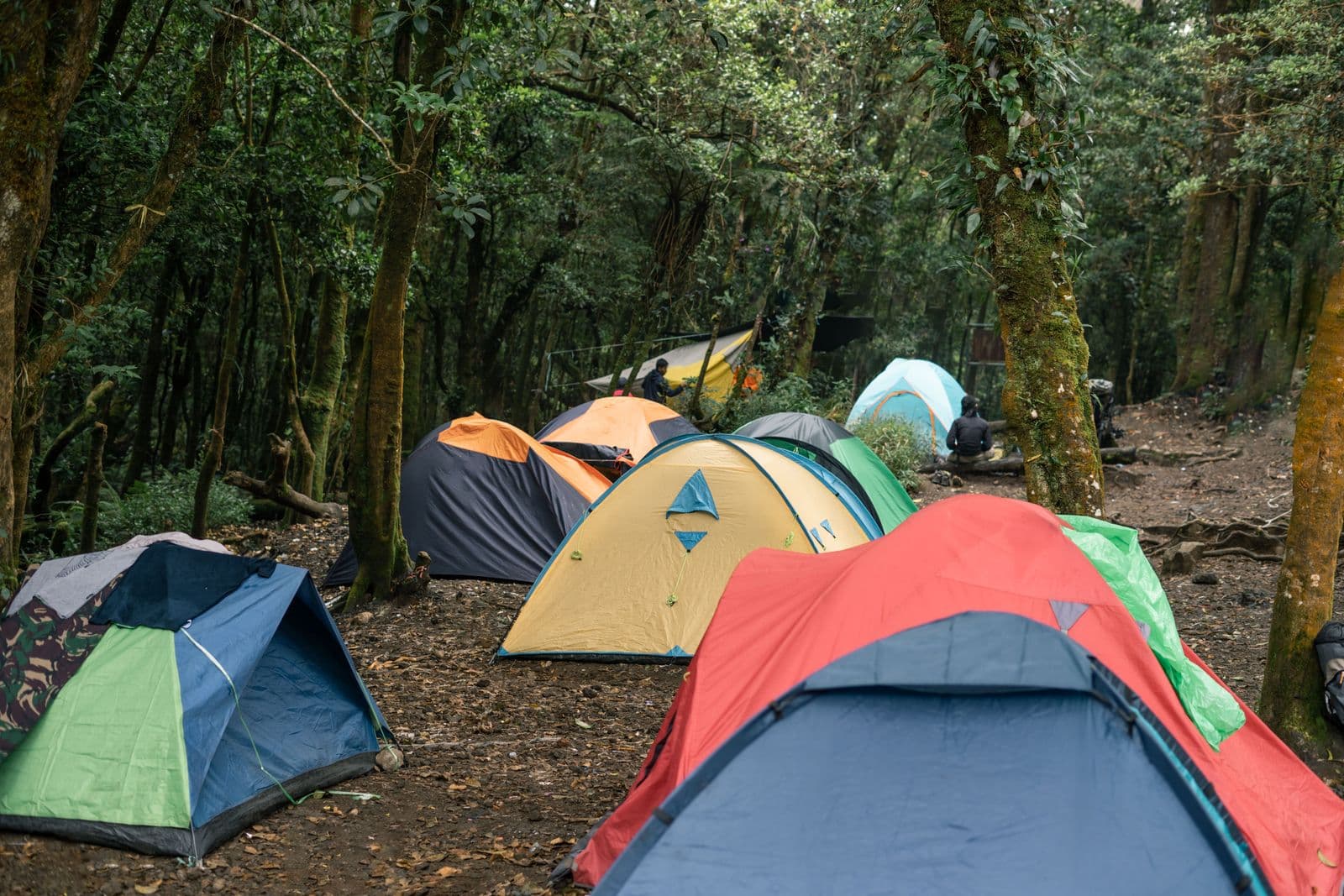 Colorful tents pitched among tall trees at a forest campsite