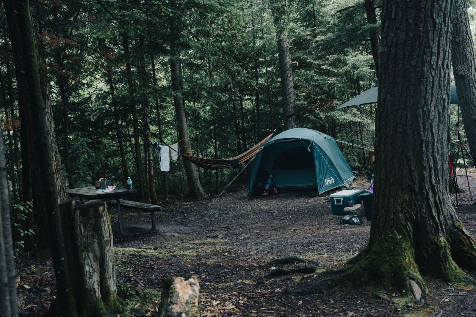 A tent and a hammock set up together in a dense forest campsite